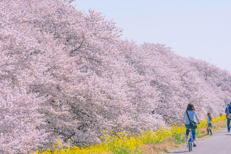 구마가야 벚꽃 제방