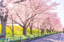 Tourist destination images of Kumagaya Sakurazutsumi (Cherry Blossom Embankment)(2)