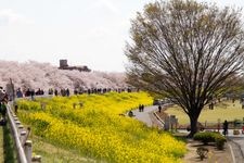 Tourist destination images of Kumagaya Sakurazutsumi (Cherry Blossom Embankment)(3)