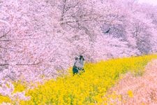 Tourist destination images of Kumagaya Sakurazutsumi (Cherry Blossom Embankment)(4)