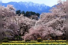 Tourist destination images of Yamataka Jindai Zakura (Jisso-ji Temple)(3)