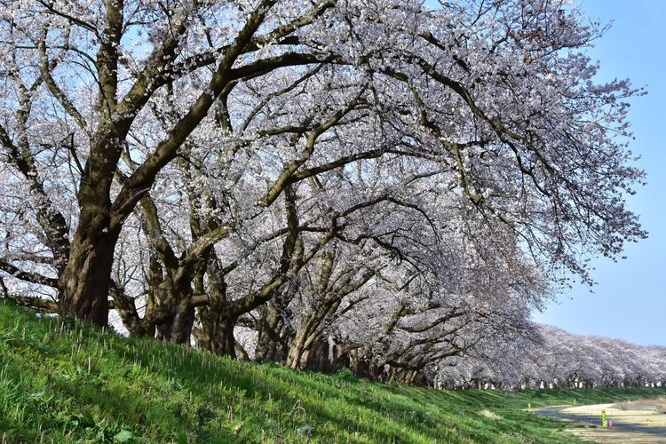 Asuwa River Cherry Blossom Line