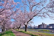 Tourist destination images of Asuwa River Cherry Blossom Line(2)