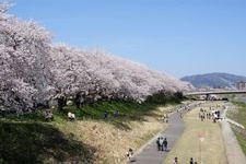 Tourist destination images of Asuwa River Cherry Blossom Line(3)