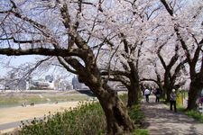 Tourist destination images of Asuwa River Cherry Blossom Line(4)