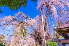 Tourist destination images of Jiunji Temple(1)