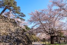 Tourist destination images of Komoro Castle Ruins Kai Koen(3)