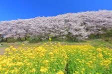 Tourist destination images of Kofunyama Kofun(3)