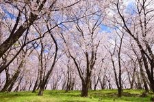 Tourist destination images of Kofunyama Kofun(6)