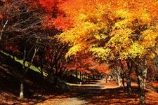 Tourist destination images of Momiji Lake (Minowa Dam)(6)