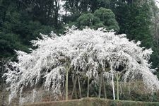 Tourist destination images of Okuda Yama Weeping Cherry Tree(1)