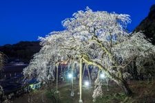 Tourist destination images of Okuda Yama Weeping Cherry Tree(2)