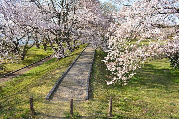 Miyagawa Dori