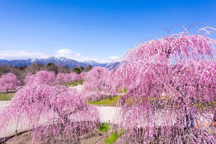 Suzuka no Mori Garden