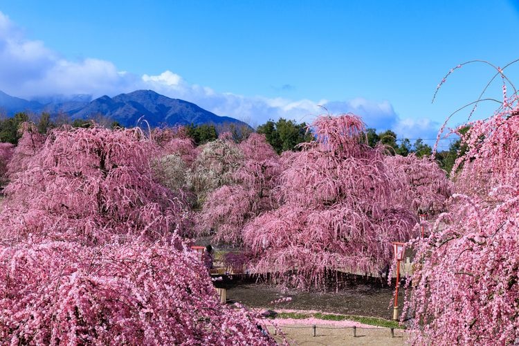 Tourist destination images of Suzuka no Mori Garden(2)