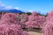 Tourist destination images of Suzuka no Mori Garden(2)