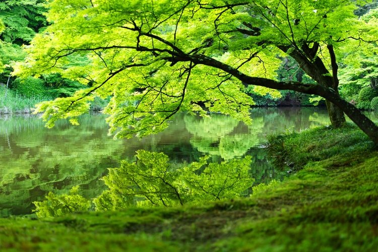 Kyoto Botanical Garden