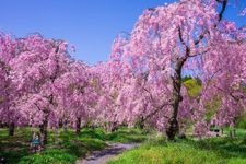 Tourist destination images of Kyoto Botanical Garden(4)