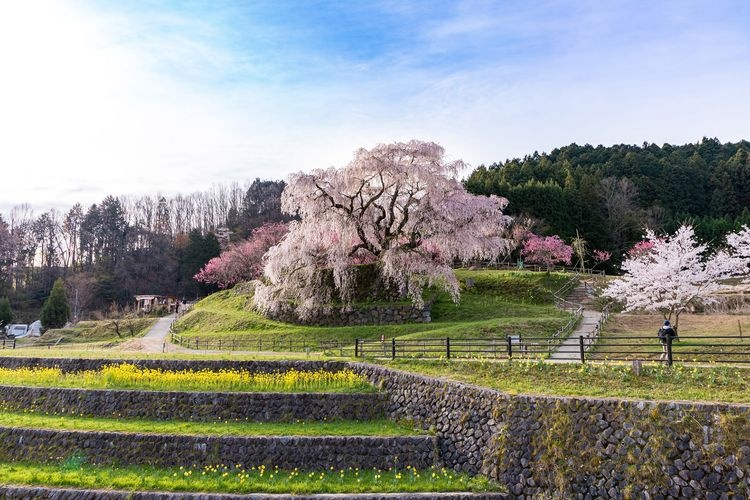 Matabee Sakura (Hongou no Takizakura)