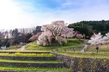 Tourist destination images of Matabee Sakura (Hongou no Takizakura)(1)