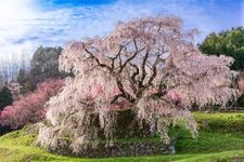 Tourist destination images of Matabee Sakura (Hongou no Takizakura)(2)