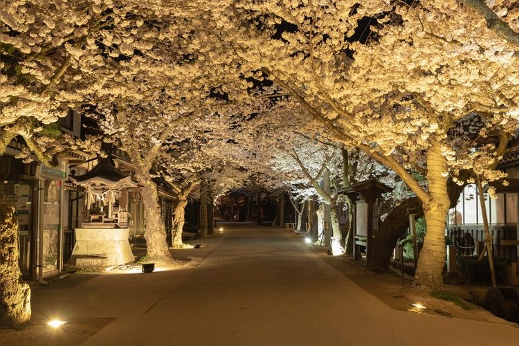 Okoyamada Weeping Cherry Blossom