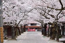 Tourist destination images of Okoyamada Weeping Cherry Blossom(2)