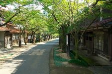 Tourist destination images of Okoyamada Weeping Cherry Blossom(3)