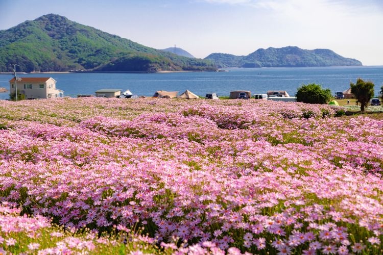 Tourist destination images of Flower Park Urashima(3)