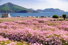 Tourist destination images of Flower Park Urashima(3)