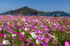 Tourist destination images of Flower Park Urashima(2)