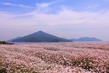 Tourist destination images of Flower Park Urashima(3)