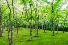 箱根美術館的觀光景點圖片(1)