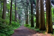 Tourist destination images of Old Tokaido Road: Hakone-juku Cedar Avenue(1)