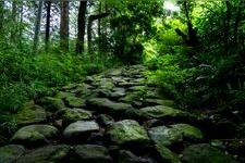 Tourist destination images of Hakone Old Tokaido Stone-paved Road(2)