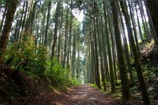 Tourist destination images of Hakone Old Tokaido Stone-paved Road(3)