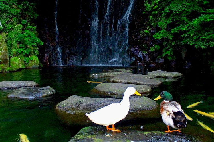 Tourist destination images of Tamadarea no Taki (Tamadarea Waterfall)(3)