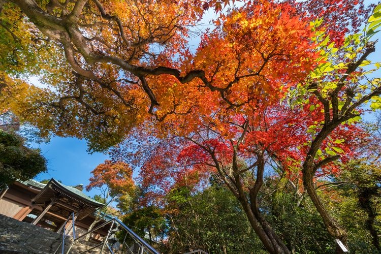 Tourist destination images of Negoroji Temple(4)