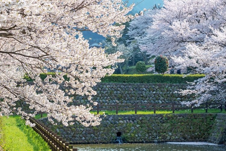 鹿野城跡公園 3