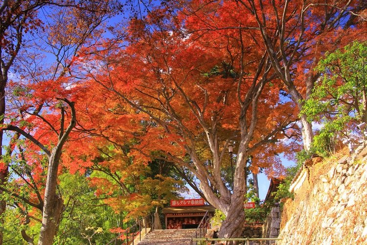 Katsuo-ji Temple