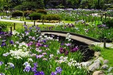 Tourist destination images of Horikiri Iris Garden(1)