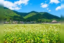 Tourist destination images of Miyama Kayabuki no Sato (Thatched-Roof Village) - Kitamura(5)