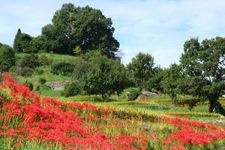 Tourist destination images of Inabuchi Rice Terraces(1)