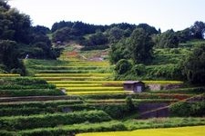 Tourist destination images of Inabuchi Rice Terraces(3)