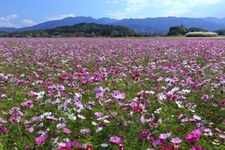 Tourist destination images of Fujiwara-kyō Palace Site(1)