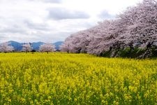 Tourist destination images of Fujiwara-kyō Palace Site(5)