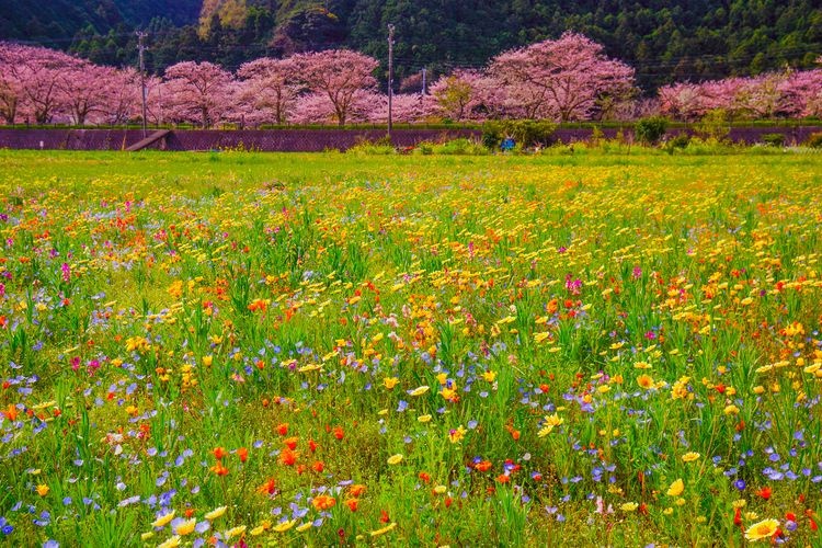 Naga River Cherry Blossoms