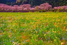 Tourist destination images of Naga River Cherry Blossoms(1)