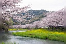 Tourist destination images of Naga River Cherry Blossoms(2)