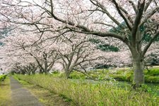 Tourist destination images of Naga River Cherry Blossoms(3)